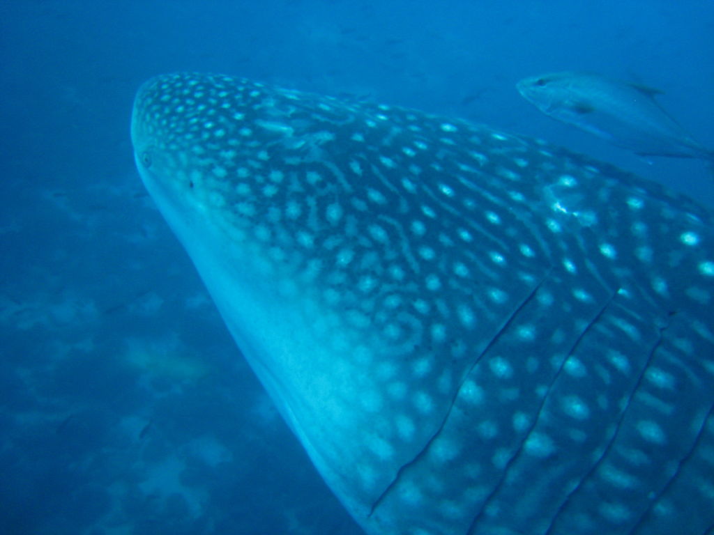 43c71ecc-c3be-4114-bc96-79e1e56e21d4