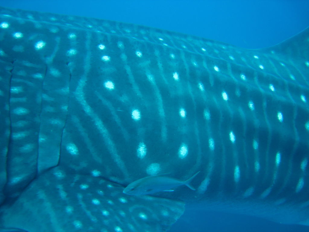 43c71ecc-c3be-4114-bc96-79e1e56e21d4