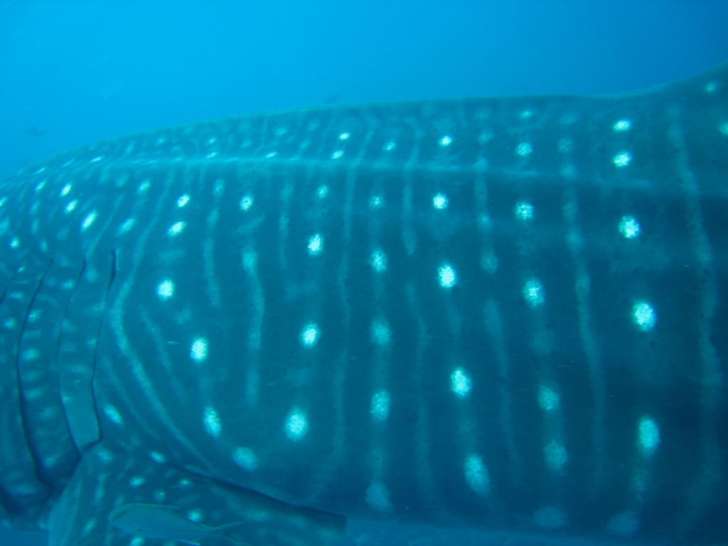 43c71ecc-c3be-4114-bc96-79e1e56e21d4