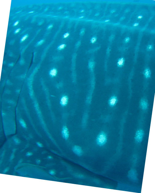 43c71ecc-c3be-4114-bc96-79e1e56e21d4