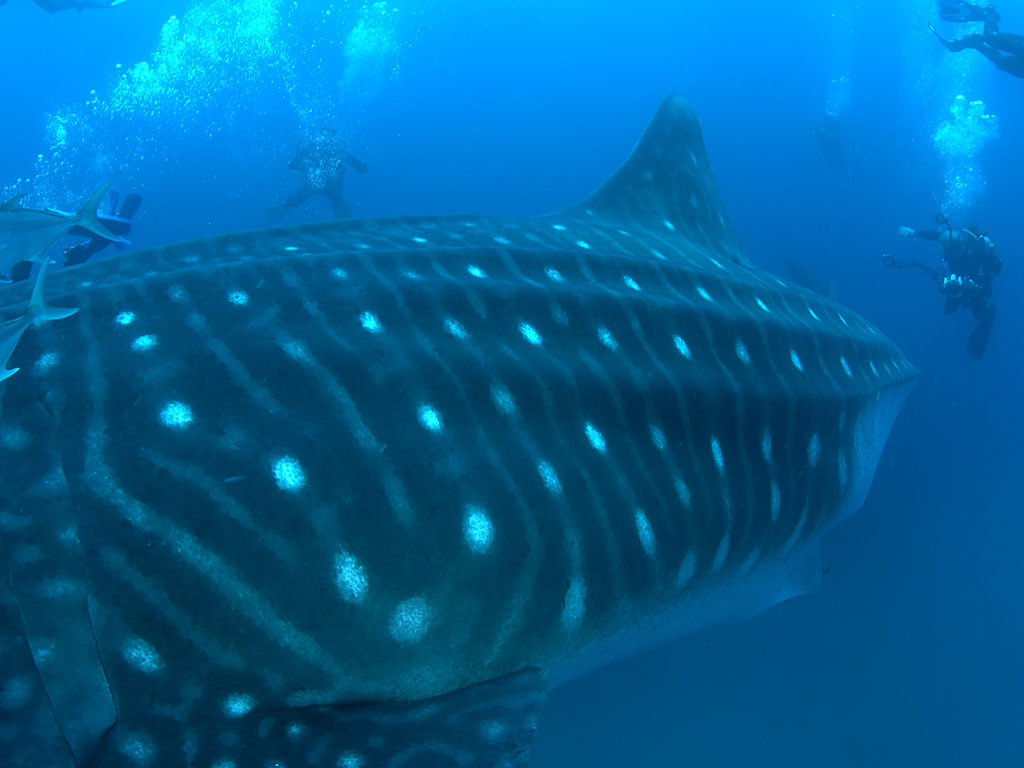 43c71ecc-c3be-4114-bc96-79e1e56e21d4