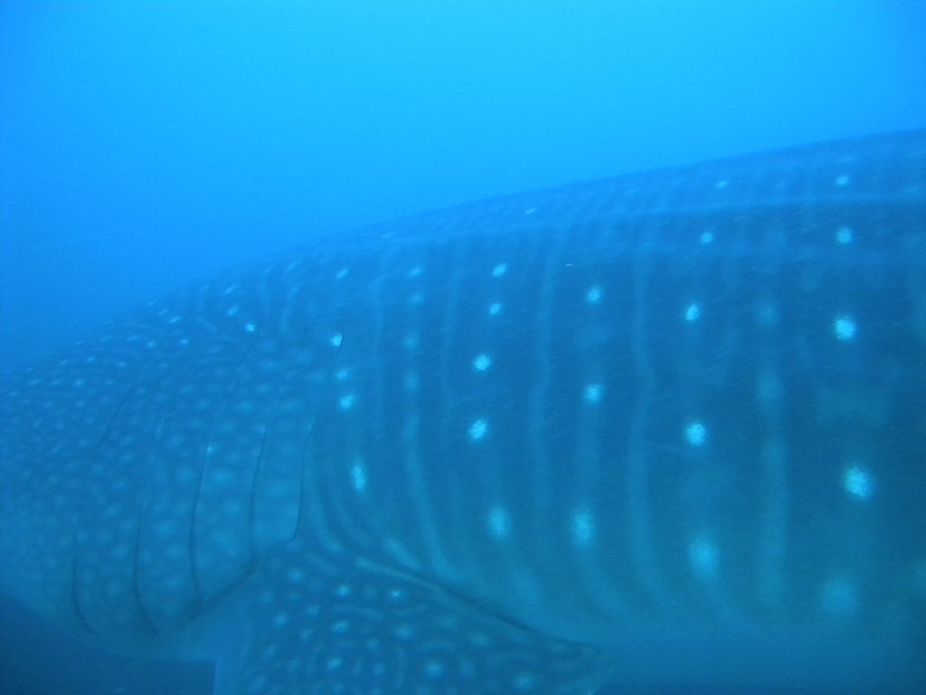 2c7d94a2-5e5e-49b3-8050-8817b9093393