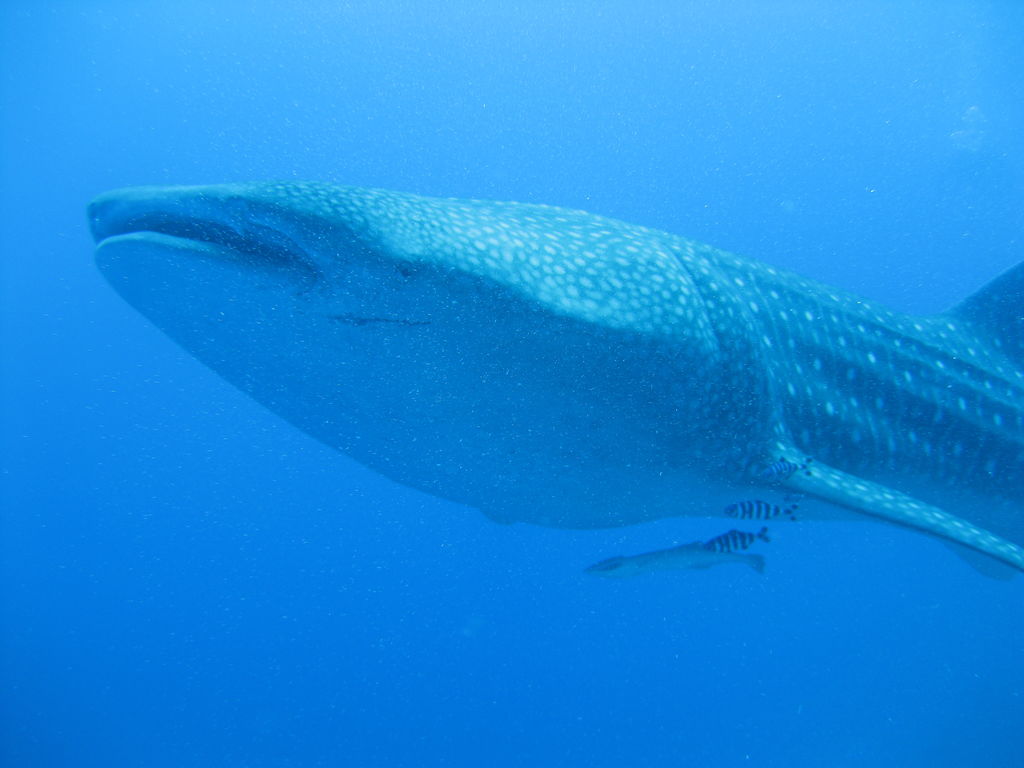 8bbe5131-d91d-432b-8856-928c20b796f3