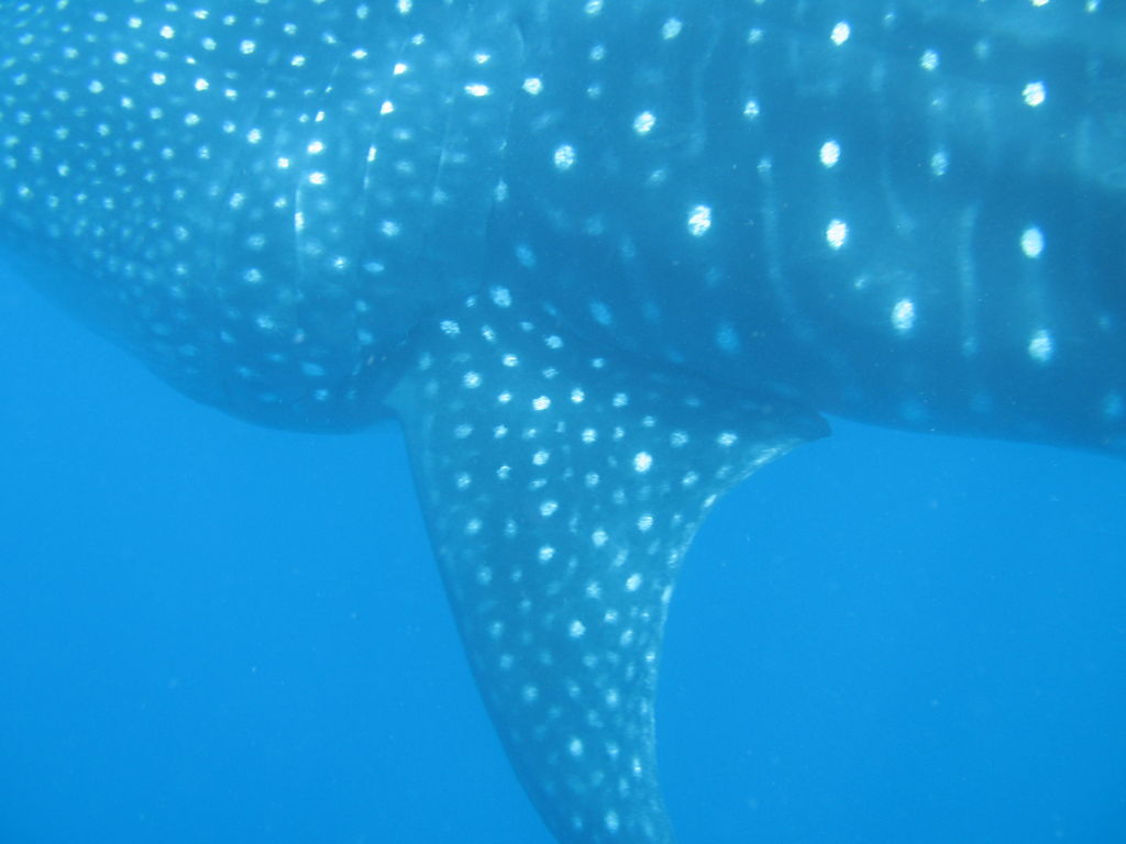 1bde5099-8a49-44f0-b215-421bcf30fbe3