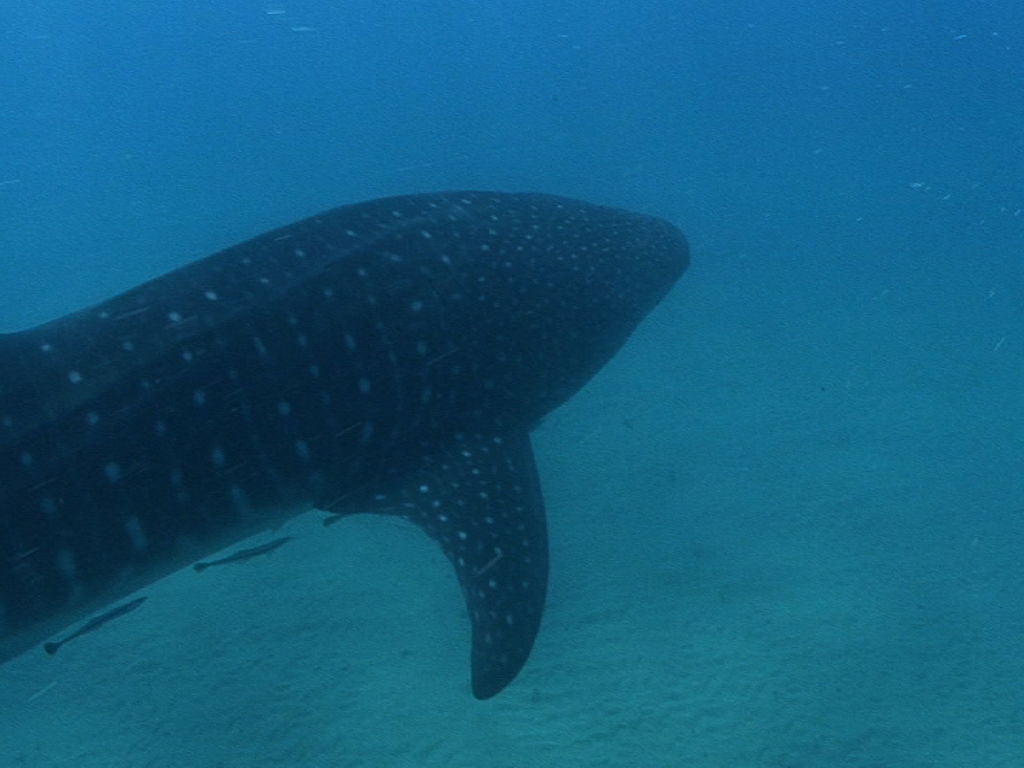 5dc43d39-9819-4c55-a254-fbc6705ae090