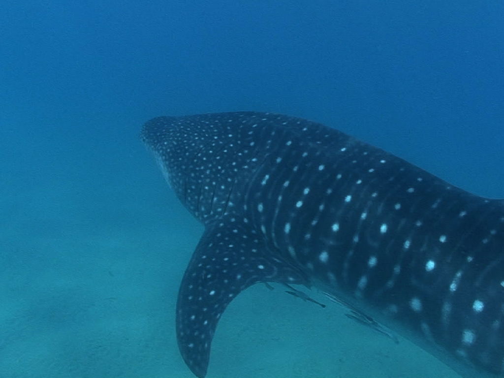 5dc43d39-9819-4c55-a254-fbc6705ae090