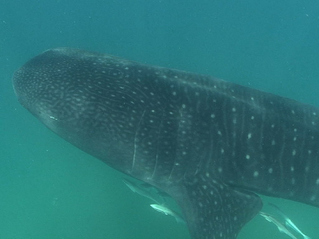 839ffcb1-041e-454c-b576-302c5ed1658d