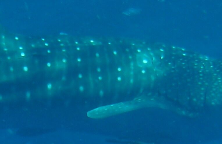 8b01c614-447f-41e1-81b4-0b5cc7894f94