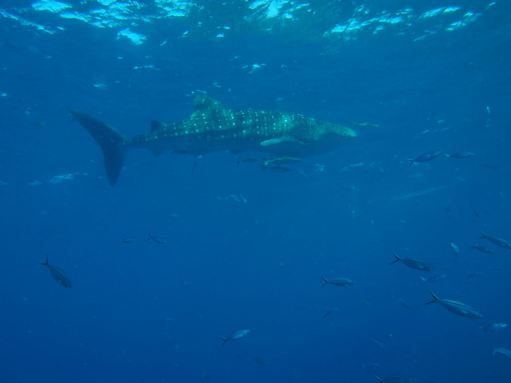 8b01c614-447f-41e1-81b4-0b5cc7894f94