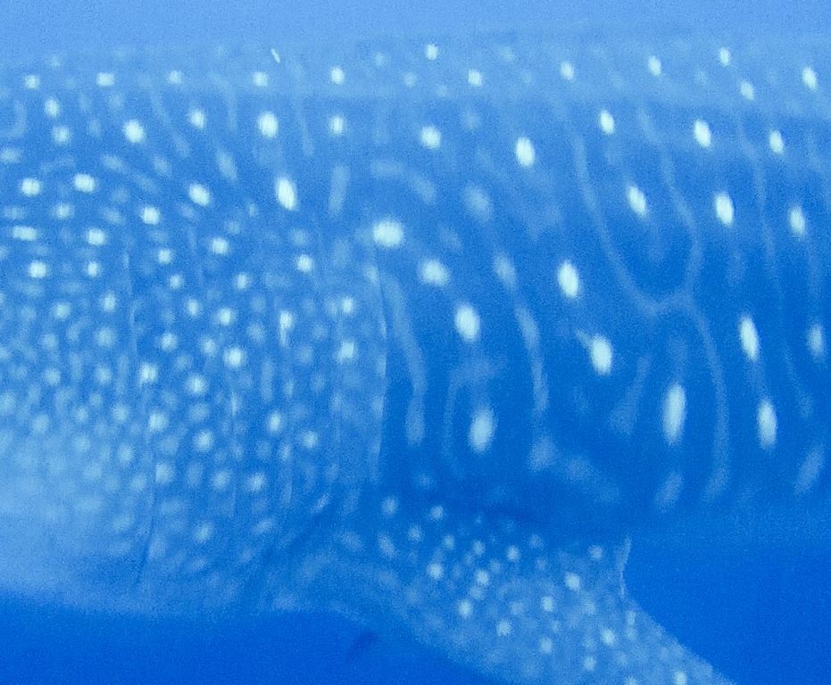 eaa27c90-858b-4a31-9d74-9904547c9efa