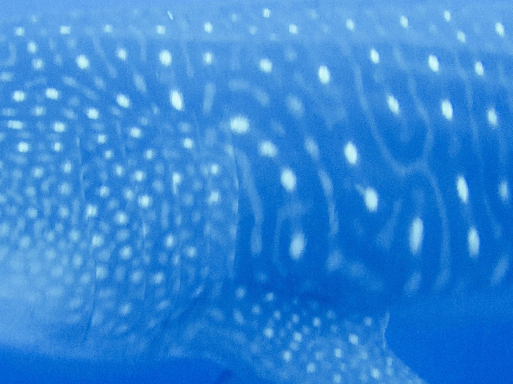 eaa27c90-858b-4a31-9d74-9904547c9efa