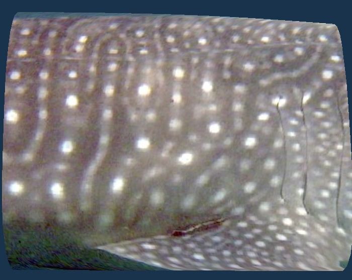 734fe89f-6fd7-43de-8f89-90c879613ede