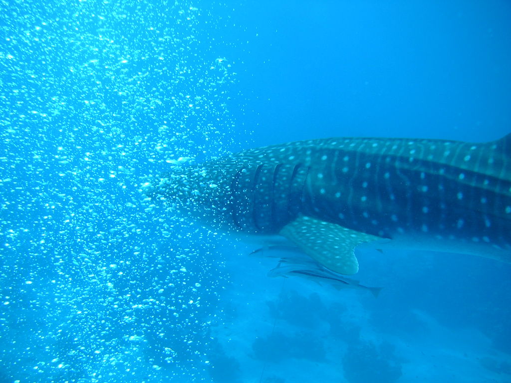 90ec9d5c-38b3-436b-ac52-00cd090092aa