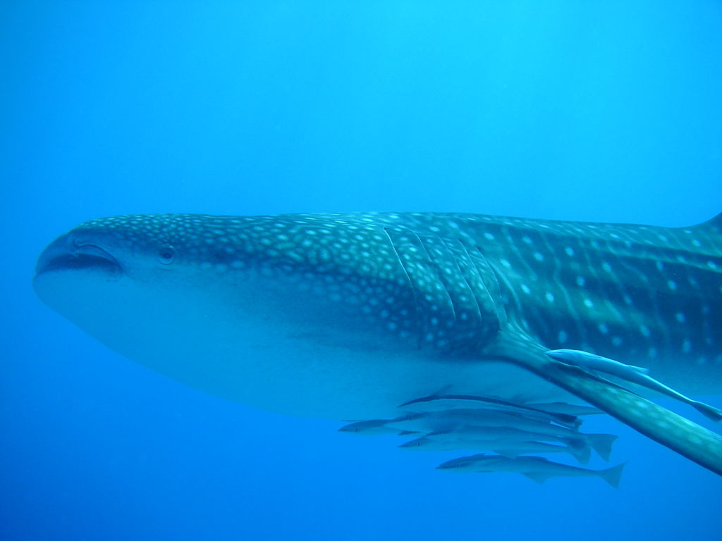 90ec9d5c-38b3-436b-ac52-00cd090092aa