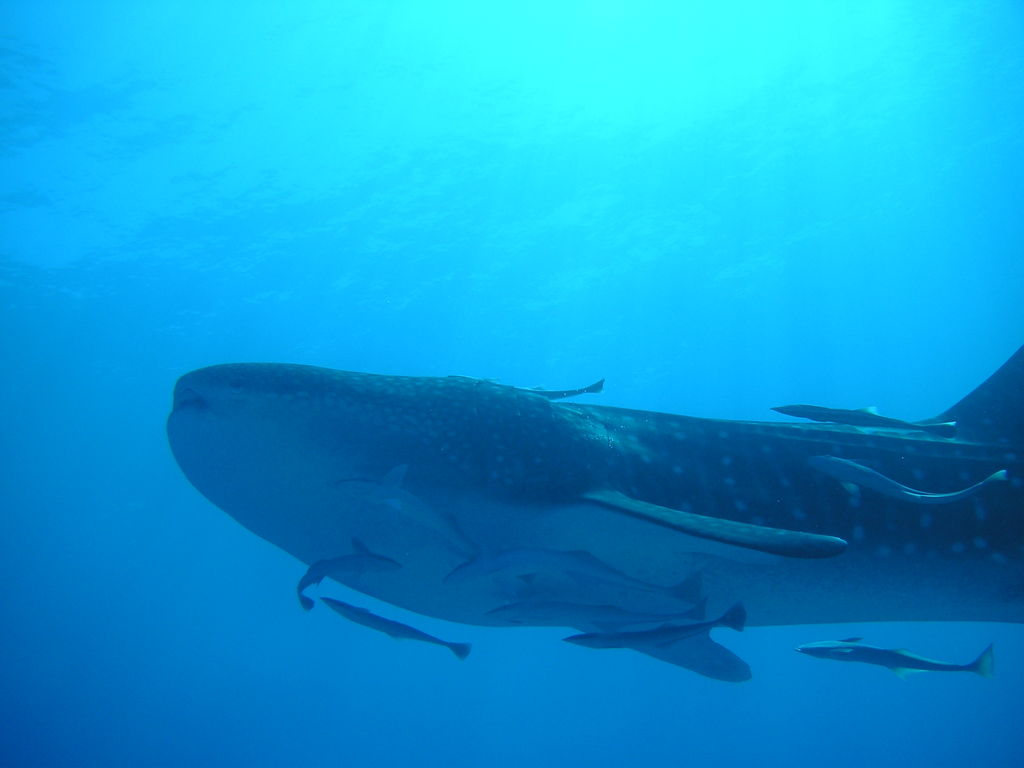 90ec9d5c-38b3-436b-ac52-00cd090092aa