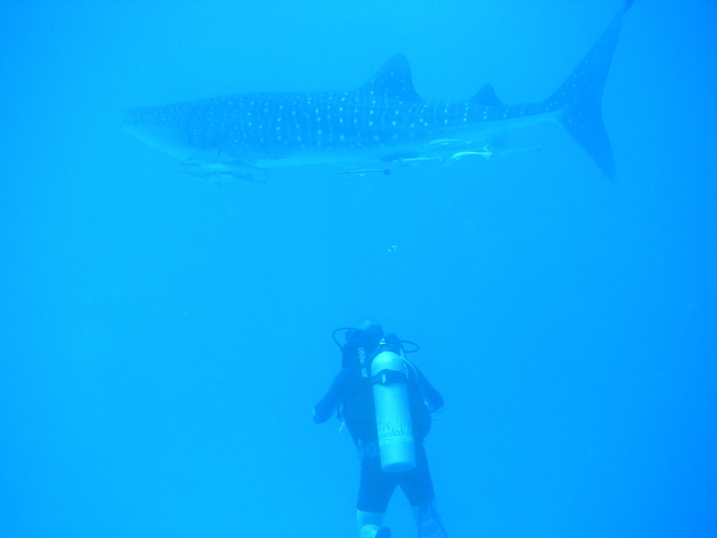 90ec9d5c-38b3-436b-ac52-00cd090092aa