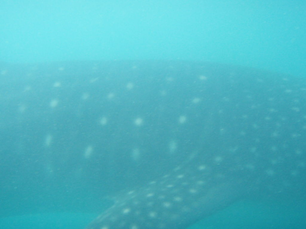 a8ebee05-9a51-461c-a870-156d3c570eaa