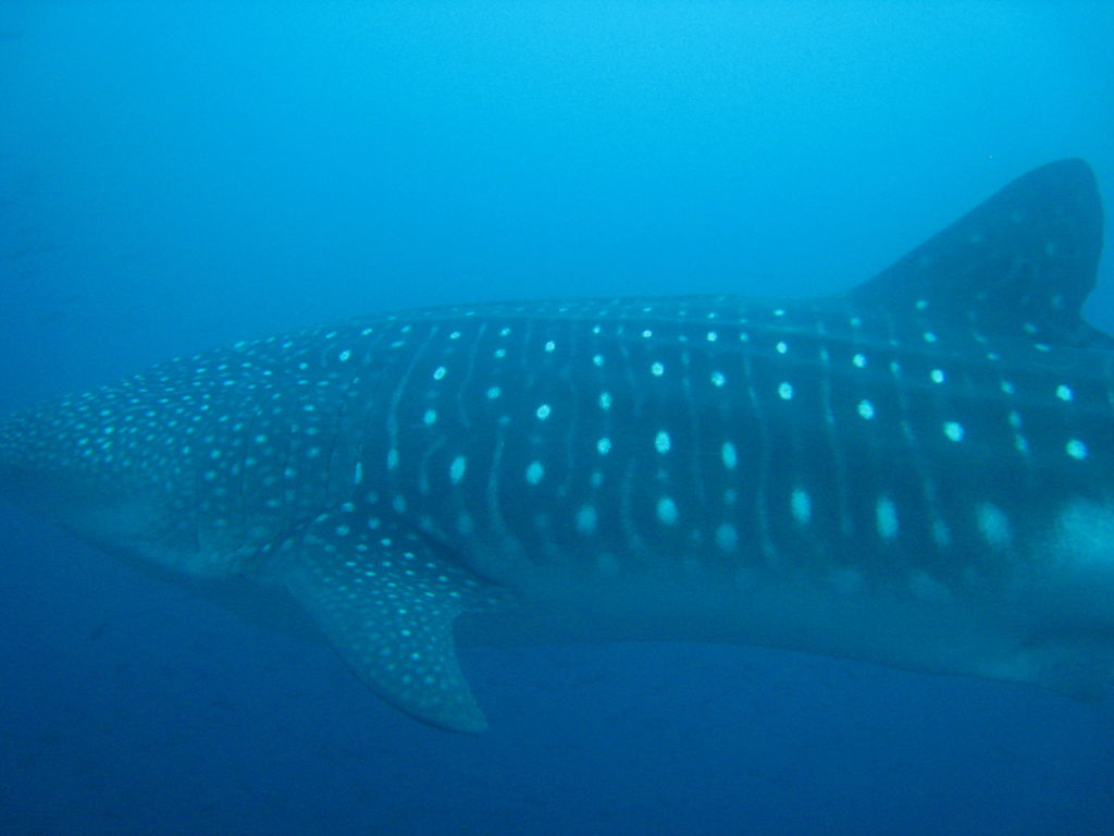 20b0f1fc-ede6-41ad-9457-b7c31fc8e264