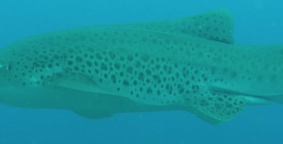 631bb9ca-fb56-458c-aba3-a0fedc1919dc