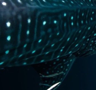 a7c7f7ee-418b-472b-ae97-68025504f7ee