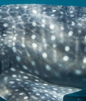 94f1f675-dc18-4244-b43d-24e1415ad3cf