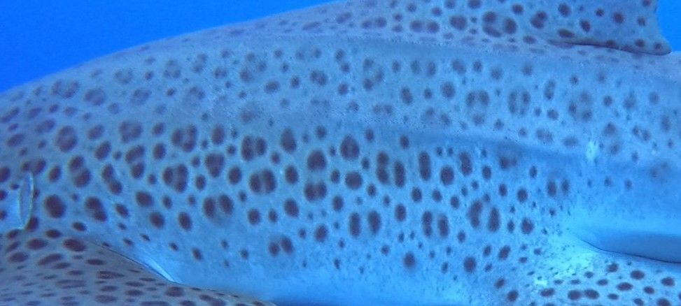 973c1ba7-9036-4f02-bc27-4b753aa290b0