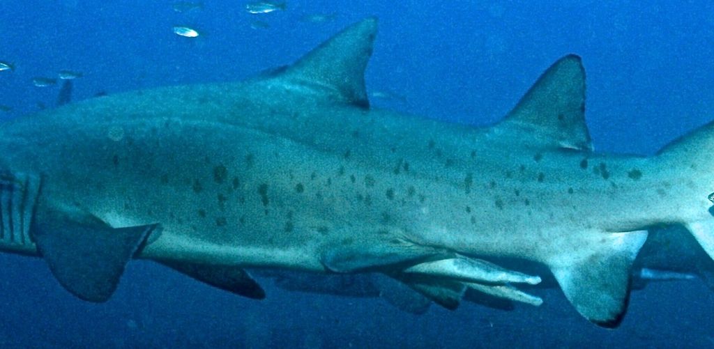 5290a3ec-55cf-4453-8fa1-7df2ca0a482f