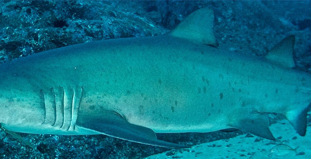 3f03ca9f-c08c-4796-a609-abaa69f91154