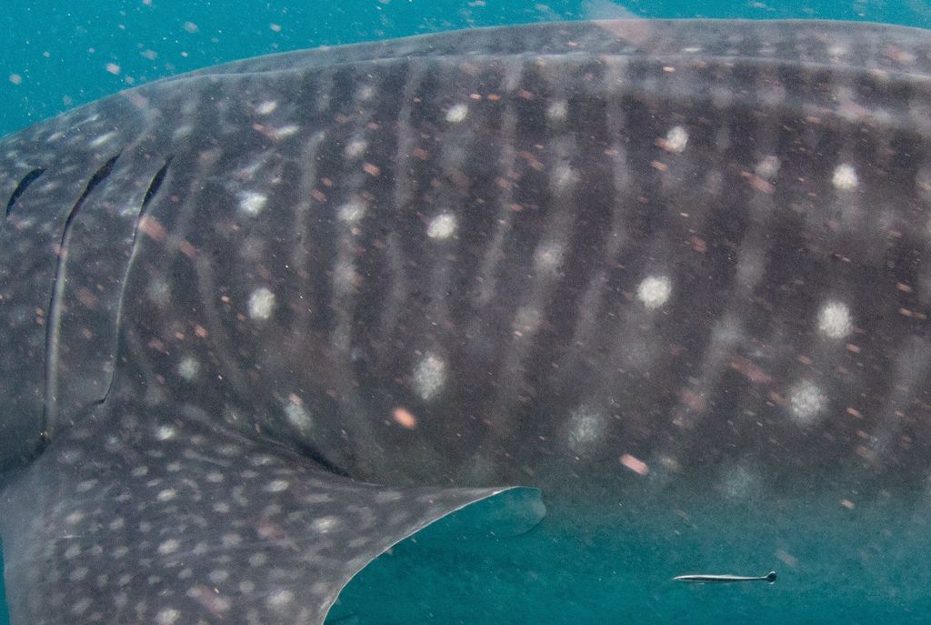 c49ef15b-ec0e-49a6-9cc3-5f451e0ac950