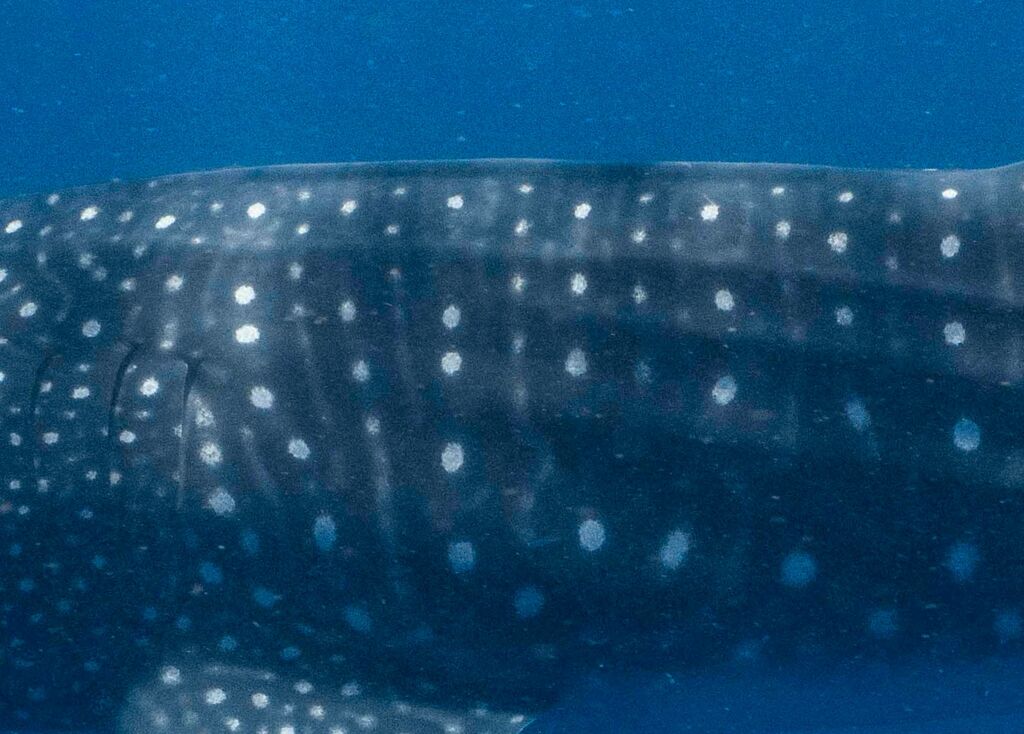 1869e33e-c75e-428e-8aae-09c2f3e72494