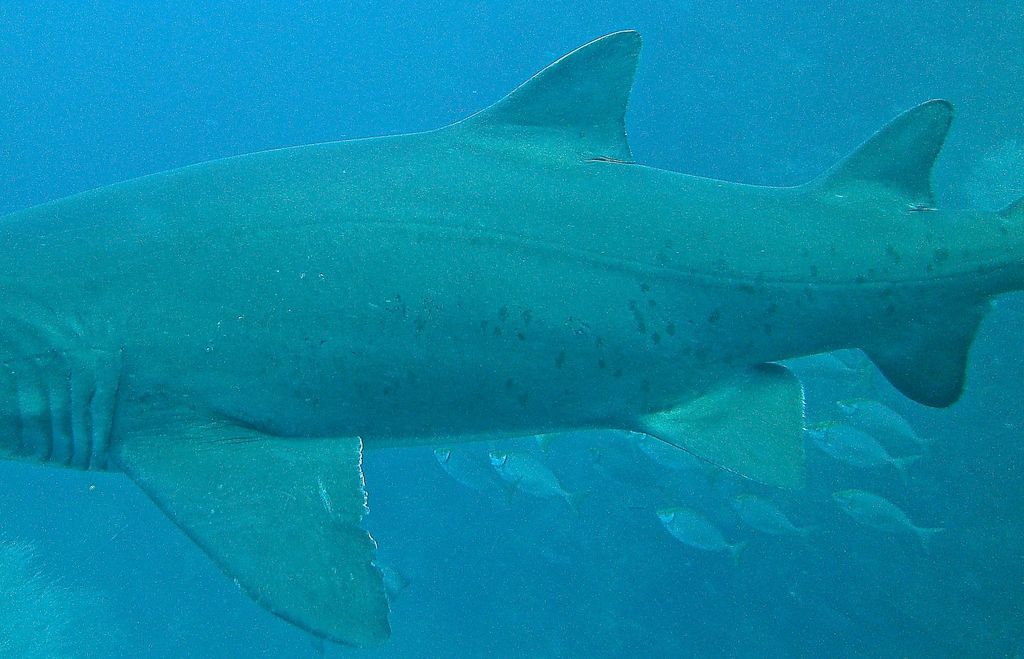 f45d97c5-f97d-474c-8a16-a484d9bc3187