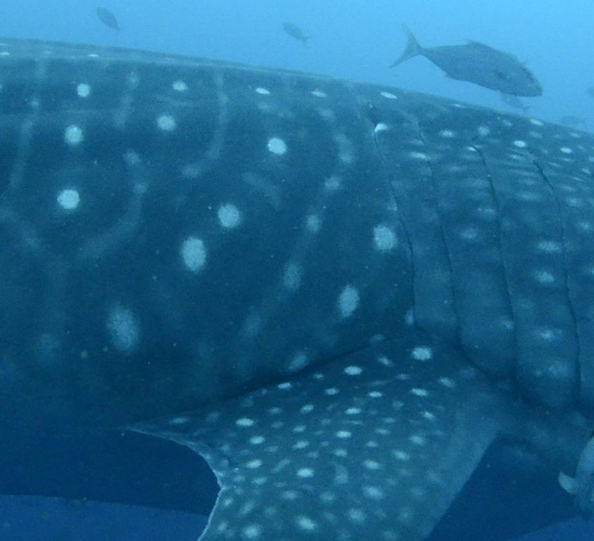 73edce50-8403-4c68-869e-6d94e1cc9fb3