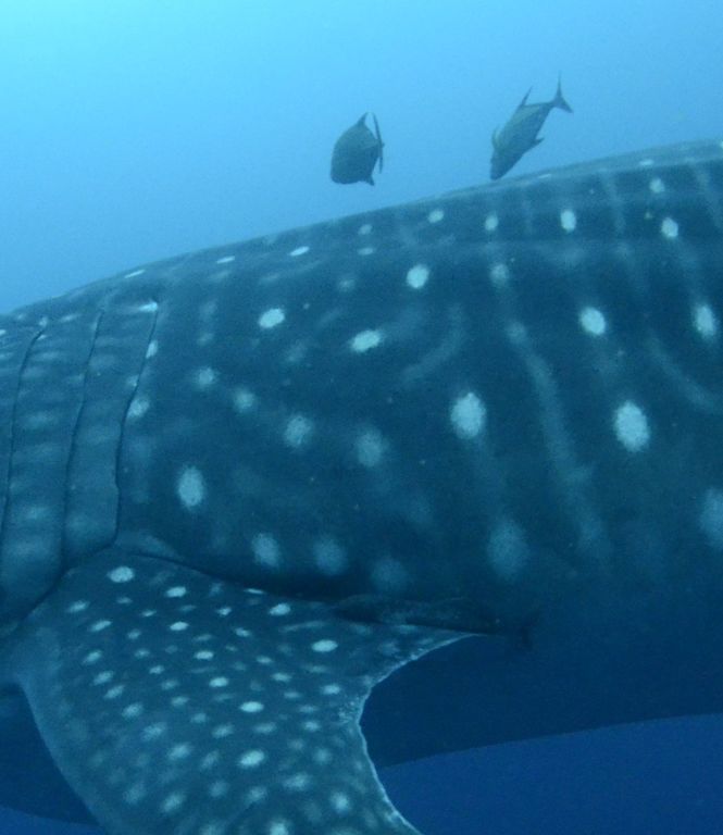 73edce50-8403-4c68-869e-6d94e1cc9fb3