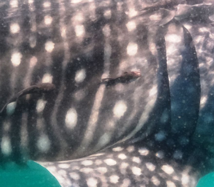 f14ca5a3-8451-421e-bd20-26cd4caa7f78