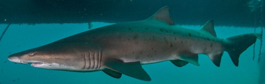 9f1bc54d-d870-49e4-90a0-f8c0a50fd29c