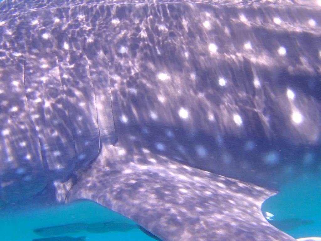 bbad12b4-09cd-4d36-9a37-fc8370219907