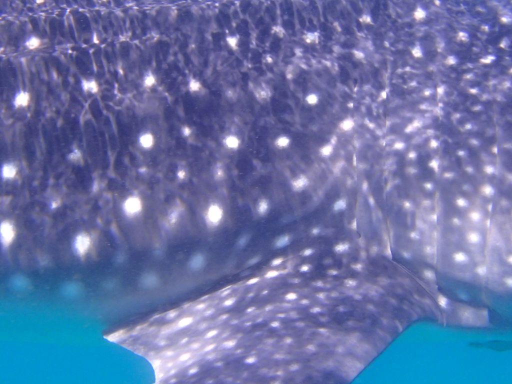 bbad12b4-09cd-4d36-9a37-fc8370219907