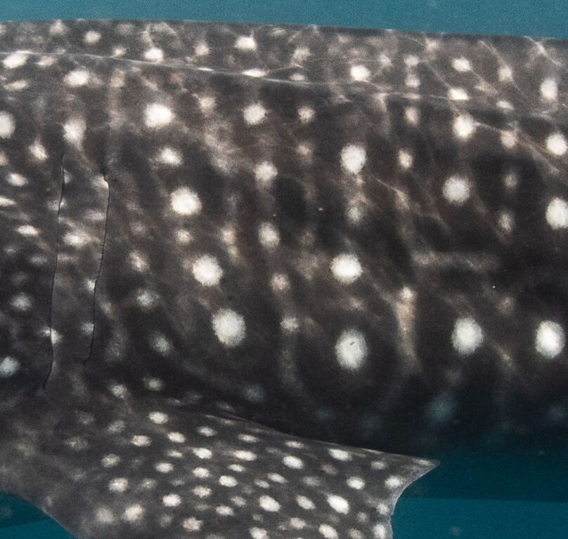 007a2172-a617-48fe-acd0-49b6ecc0b078