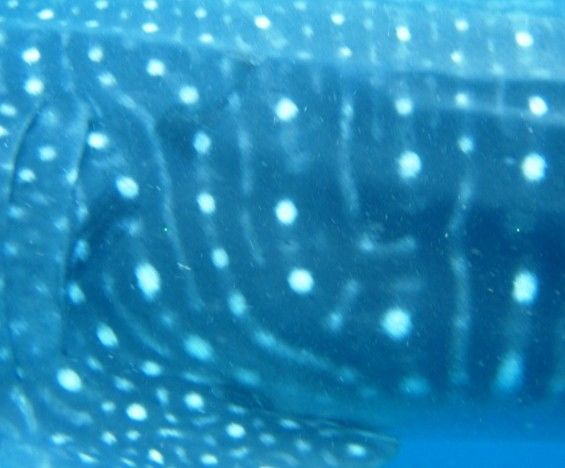 2a088e3a-caef-47e9-8a27-3741e8823aca