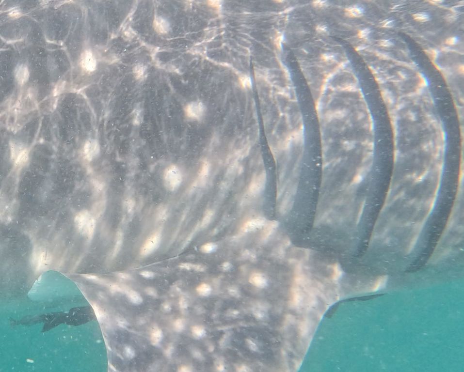 62f4452e-98b5-466f-aa5a-9e2151e51f0c