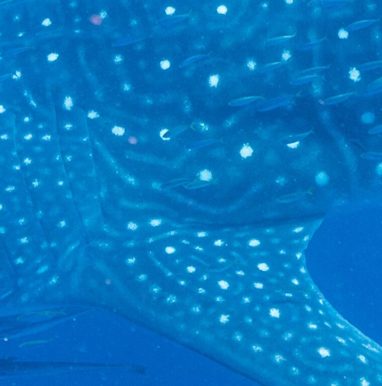 a9437e2f-ff40-4209-8605-a104975ac923