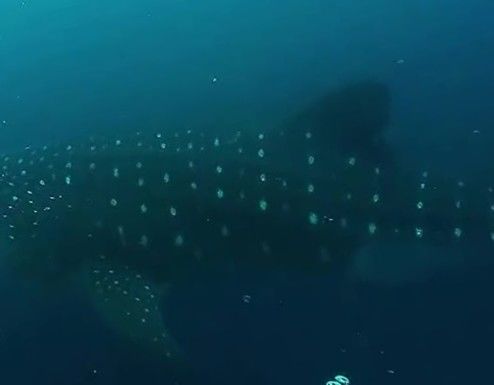 78a5ddfe-6ccd-4588-9e3c-ffa205c11af9