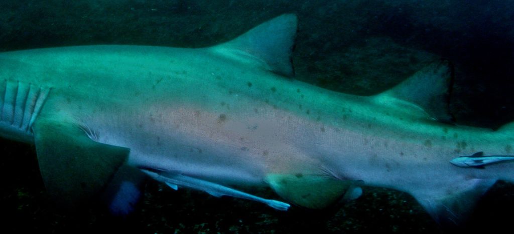 2e2bfa24-e7a8-41cb-a25a-62ddfe1a0a42