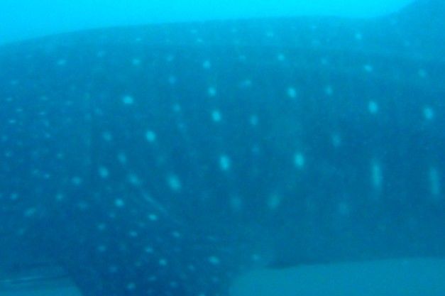 07cc0317-1a5d-45f9-a577-abba270728cc