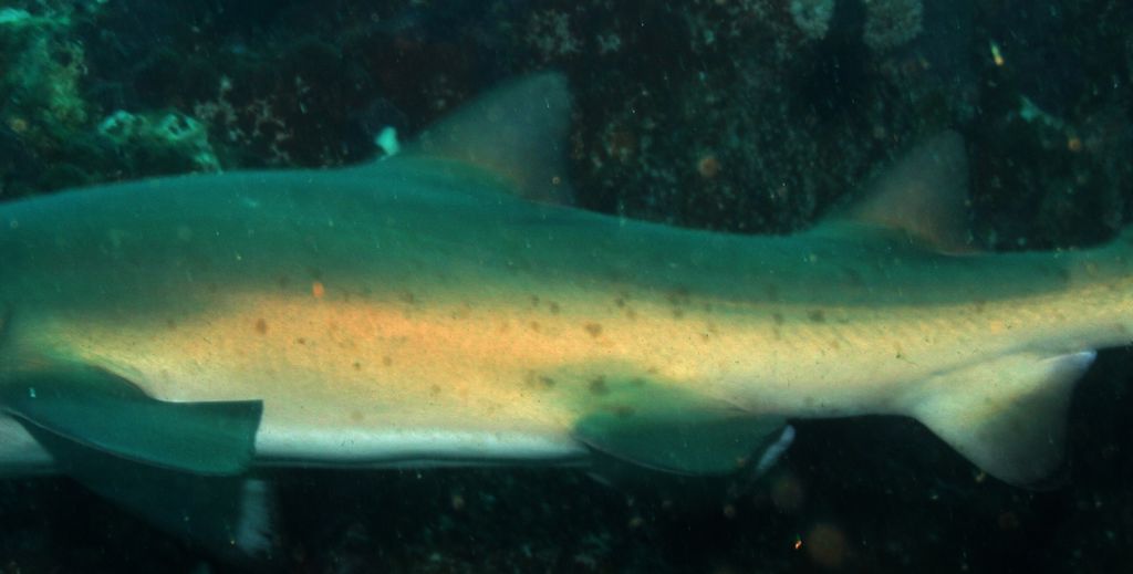 52530138-9e10-44d9-8476-83f495e05362