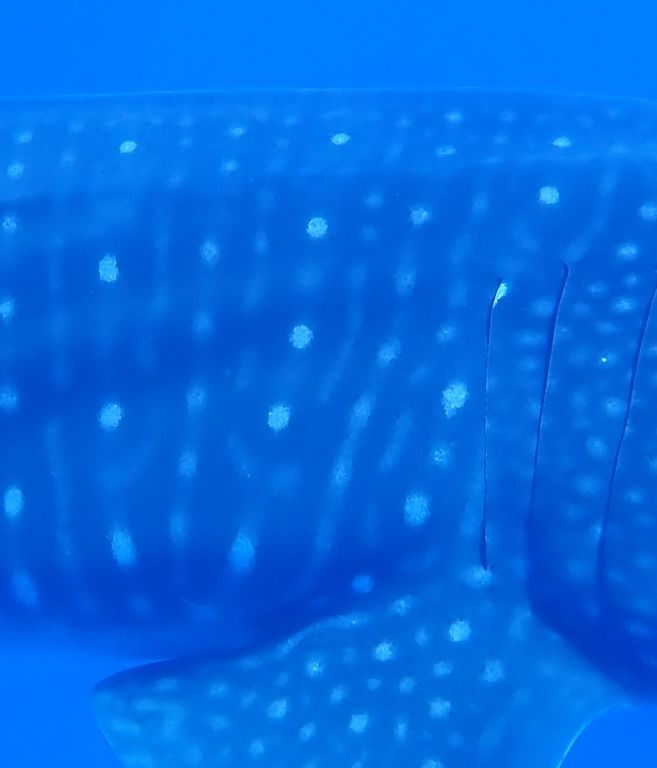 3987cebe-7f8e-42ba-8aea-0f2608c9ffa1