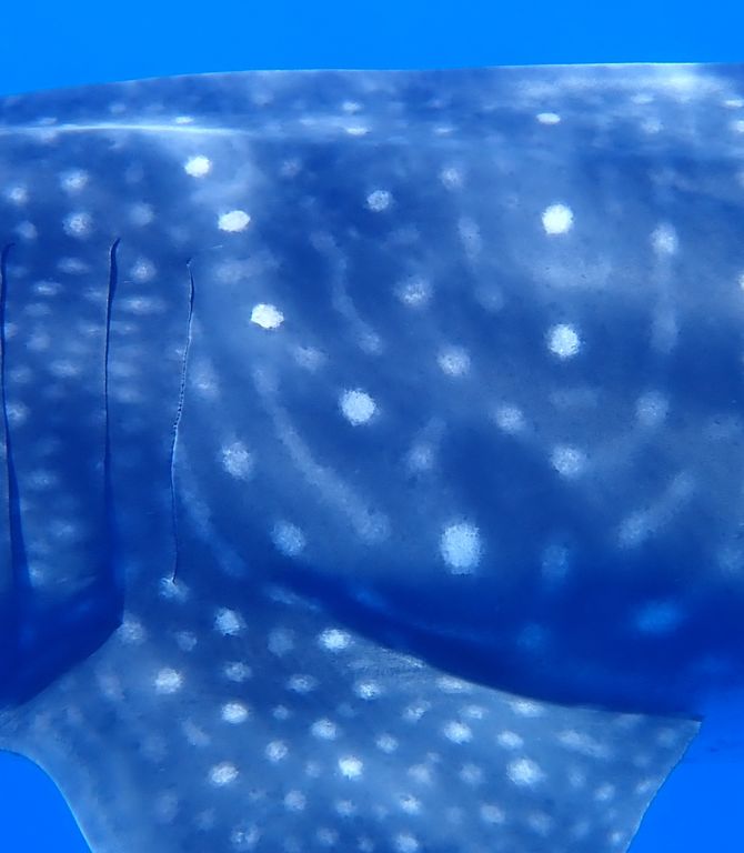 3987cebe-7f8e-42ba-8aea-0f2608c9ffa1