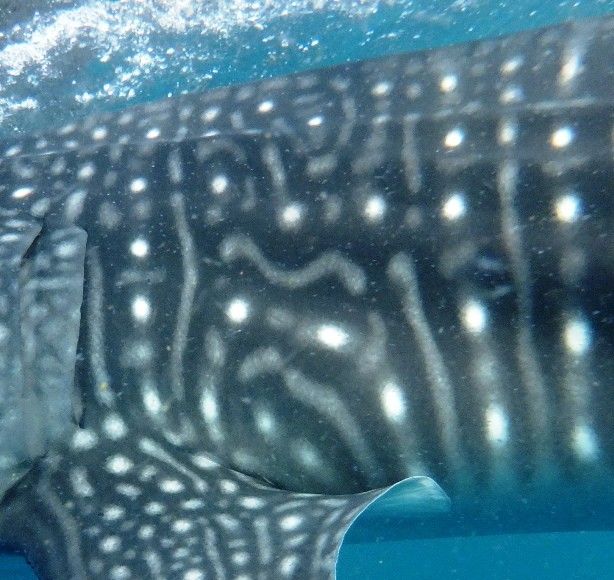 33944c05-9523-4c8f-be94-dd7b6e664663