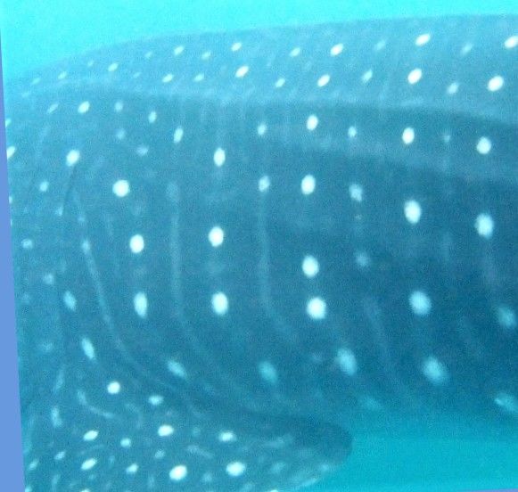 e2417d8e-72df-43c7-ad9f-33444fae4e17