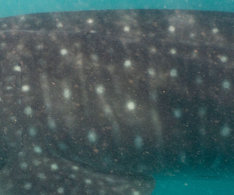 8e49bed7-edaa-47bb-866c-c275b975ae4e